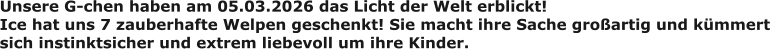 Unsere G-chen haben am 05.03.2026 das Licht der Welt erblickt! Ice hat uns 7 zauberhafte Welpen geschenkt! Sie macht ihre Sache großartig und kümmert sich instinktsicher und extrem liebevoll um ihre Kinder.