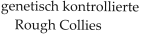 genetisch kontrollierte      Rough Collies